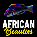 African Beauties